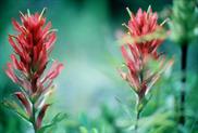 Indian PaintBrush