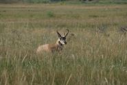 antilope