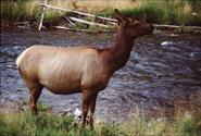 biche à yellowstone