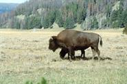 bison