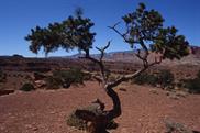 Capitol Reef