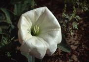 Datura Sacrée