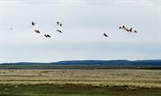 flamants roses