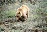 grizzly dans le parc Dénali