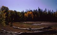 Kaibab Forest