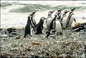 pingouins vers Punta Arenas pingouins vers Punta Arenas