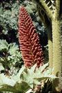 plante commune sur la piste australe plante commune sur la piste australe