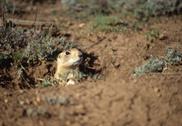 chien de prairie