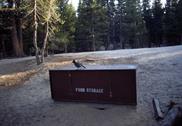 Yosemite NP steller jay