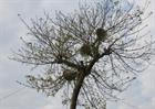 haut-parleurs dans les arbres haut-parleurs dans les arbres
