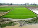 pousses de riz pousses de riz