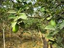 citronniers vers Srimongol citronniers vers Srimongol