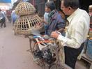 transport de volaille à Khulna