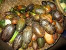 Noakhali, courges Noakhali, courges