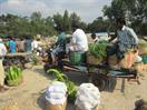 marché de gros