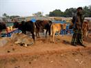 marché aux vaches à Rangamatti