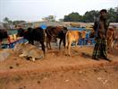 marché aux vaches à Rangamatti marché aux vaches à Rangamatti