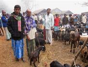marché aux chêvres Dabgram