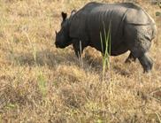 rhinocéros unicorne