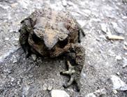 crapaud
