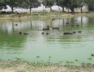 bain des buffles