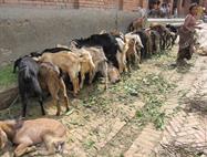 Patan