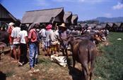 marché du lundi à Bolo