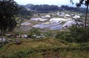 rizières du pays Toradja