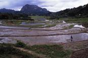 rizières du pays Toradja