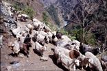 tour des Annapurnas, chêvres tour des Annapurnas, chêvres