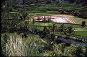 Bali rizières