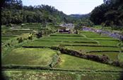 Bali rizières Bali rizières