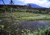 bali rizières bali rizières