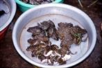 grenouilles grenouilles