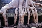 Ta Prohm Ta Prohm
