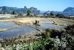 rizières vers Muang Kasi