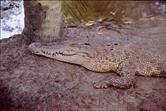 crocodile (de ferme)