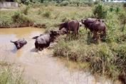 buffles d'eau