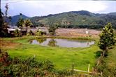 Tenom Tenom
