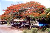 cotonniier cotonniier