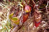 Népenthès plante carnivore Népenthès plante carnivore