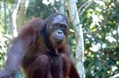 orang outan à Sepilok orang outan à Sepilok