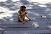 singe à Sepilok singe à Sepilok