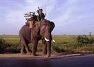 éléphant