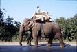 éléphant éléphant