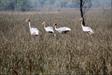 grues grues