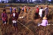 récolte du riz récolte du riz