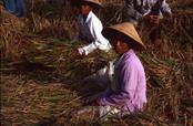 récolte du riz