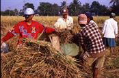 récolte du riz récolte du riz