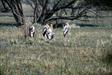 lesser adjudant storck (cigognes) lesser adjudant storck (cigognes)
